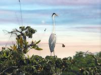 Regenwald - Ecuador