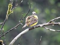 Regenwald - Ecuador