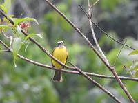 Regenwald - Ecuador