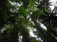 Regenwald - Ecuador