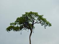 Regenwald - Ecuador