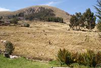 Region Puno