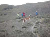 Reisegäste mit Guanako