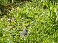 Riesenechse im Gras