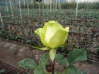 Rosenfarm