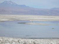 Salar de Atacama