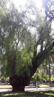 Salta (Plaza Principal 9 de Julio - Pfefferbaum)