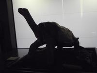 Schildkröte George