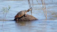 Schildkröte und die Sonne