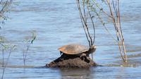 Schildkröte und die Sonne
