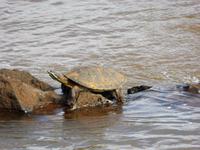 Schildkröte