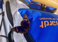 Schmetterling, Iguazú-Wasserfälle, Argentinien