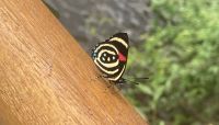 Schmetterling, Iguazú-Wasserfälle, Argentinien