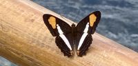 Schmetterling, Iguazú-Wasserfälle, Argentinien
