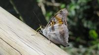 Schmetterling