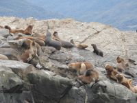 Seelöwen im Beaglekanal