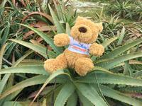 Teddy unterwegs