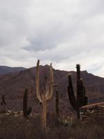 Tilcara: Pucará