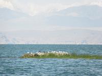 Titicaca-See (9)