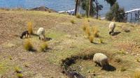 Titicaca-See Bolivien (17)