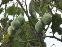 Tomatenbaum
