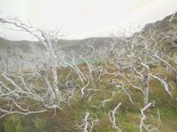 Torres del Paine