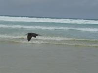 Tortuga Bay