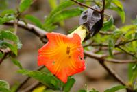 Trompetenblume