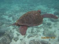 Unterwasserwelt Galapagos - Schildkröte
