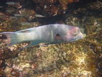 Unterwasserwelt Galapagos