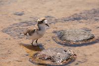 Vögel am Salar de Atacama