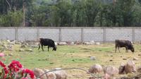 Valle Sagrado (8)