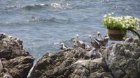 Viña del Mar (5)