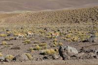 Vicunas
