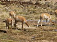 Vicunas