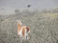 Vicunas