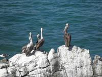 Vina del Mar Pelikane