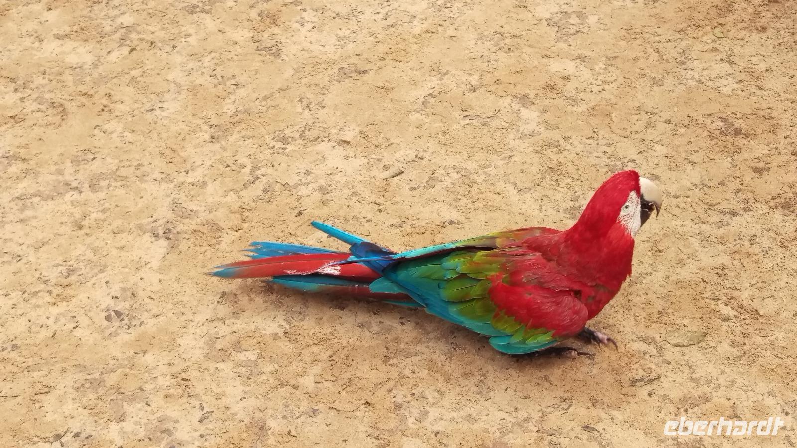 Vogelpark 