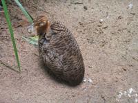 Vogelpark 