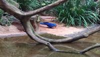 Vogelpark 