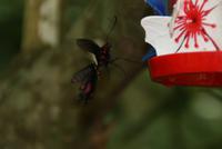 Vogelpark Iguazu (6)