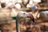 Vogelpark Parque das Aves (3)
