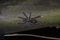 Vogelspinne