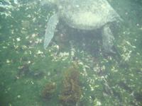 Wasserschildkröte