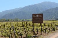 Weingut Casa Silva