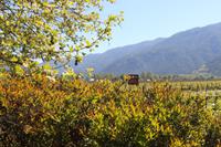 Weingut Casa Silva