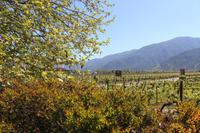 Weingut Casa Silva