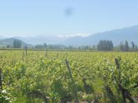 Weingut Casa Silva