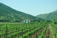 Weingut Casa Silva
