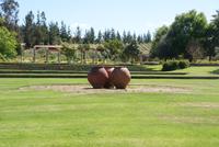 Weingut Matetic (6)